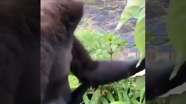Гиббон поёт песню. Какая экспрессия! ♡ A gibbon is singing a song. What expression! смотреть онлайн