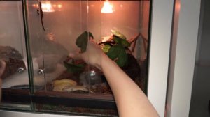 Ресничный геккон–бананоед. Содержание экзотической ящерицы в террариуме