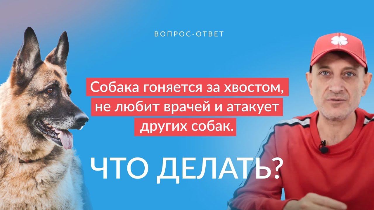 Собака гоняется за хвостом, не любит врачей и атакует других собак.Что делать? смотреть онлайн