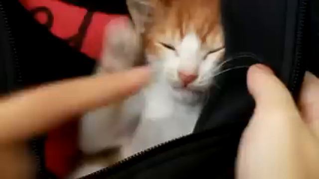 Котёнок свой нос в обиду не даст! смотреть онлайн