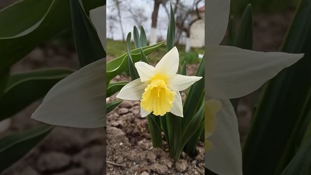 Narcissus Mount Hood/ Нарцис Маунт Худ смотреть онлайн