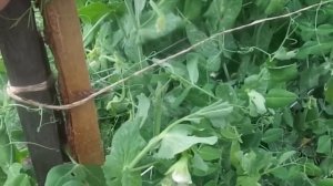Выращивание и очень быстрая подвязка гороха на  своем приусадебном участке.