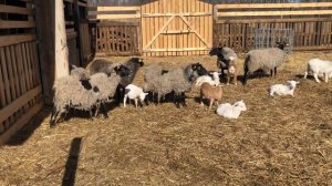Подпаиваем молоком Романовских ягнят, некоторые рекомендации