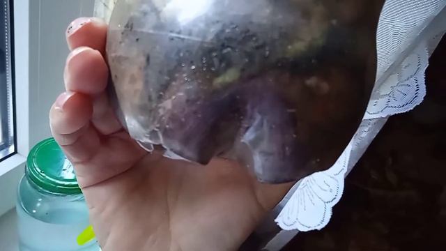 Детка от детки, как они себя чувствуют, а новые цветоносы..? смотреть онлайн
