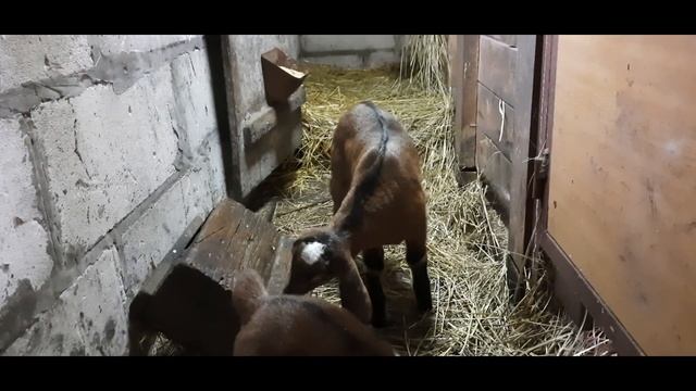 ПРИБАВЛЕНИЕ В НАШЕМ ХОЗЯЙСТВЕ! НУБИЙСКИЕ КОЗЫ! смотреть онлайн