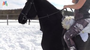 Фризская лошадь - Интересные факты о породе |Лошадь породы фризская лошадь