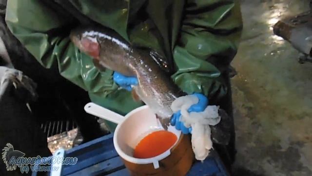 Разведение форели: отбор зрелых самок, сцеживание икры. смотреть онлайн