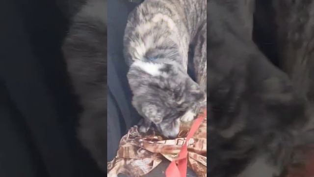 Митцу всегда с нами) смотреть онлайн