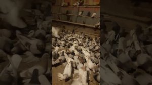 Бойные голуби. Продажа голубей на любой вкус 87770151236