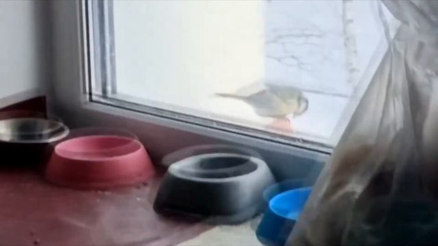 Сало для синичек, а за окном -45 смотреть онлайн