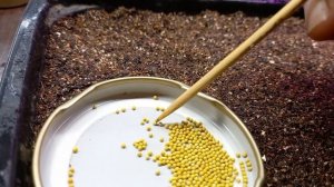 Петуния. Чтобы цветов было много, сеем петунию в декабре)))