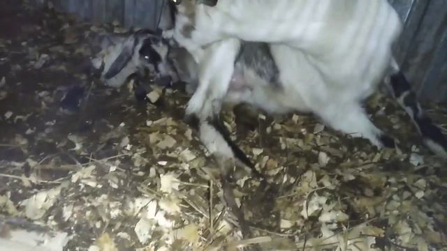 Роды козы первокотки смотреть онлайн