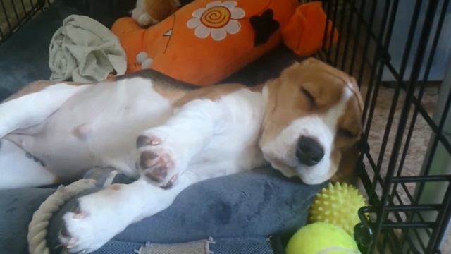 Щенячьи сны| Beagle dreams смотреть онлайн