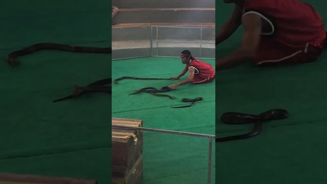 Змея вьетнам смотреть онлайн