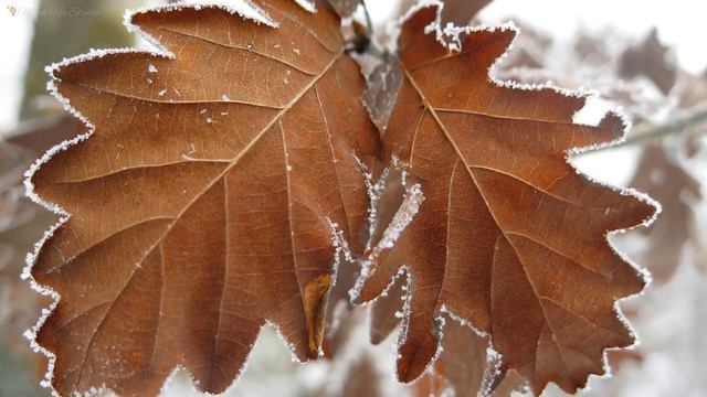 Canon G16 Sample Images  | Canon G16 Photography