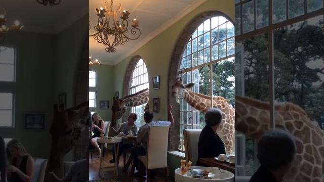 Giraffes Stick Head Through Restaurant Window смотреть онлайн