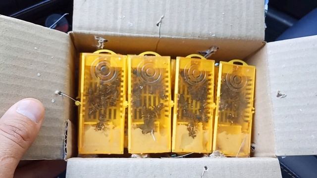 Плодные матки Карника F1 2020г. по почте смотреть онлайн