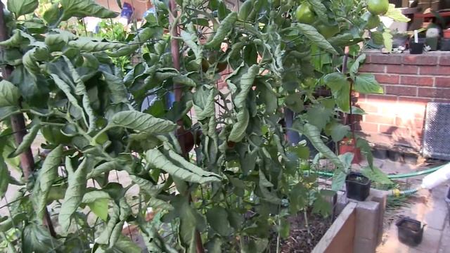 Black Prince Tomato Harvest смотреть онлайн