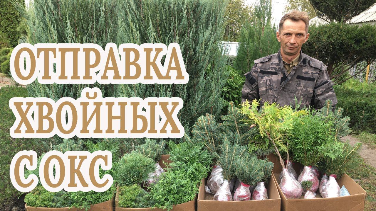 Как отправляются сеянцы и саженцы хвойных с ОКС из интернет магазина питомника "Хвойный дворик" смотреть онлайн