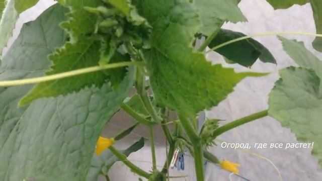 Табачный дым против вредителей в теплице. Безопасное средство.mp4 смотреть онлайн