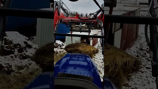 кормим коров на тракторе