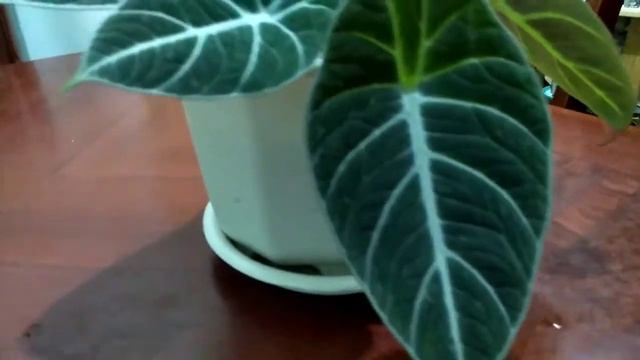ALOCASIA BLACK VELVET GUTTATION смотреть онлайн