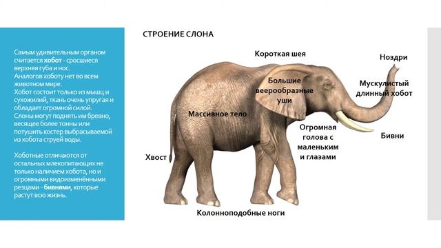 Отряд Хоботные смотреть онлайн