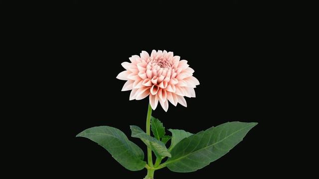 Flower sprouting in time lapse - no copyright смотреть онлайн