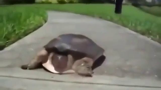 А еще говорят,что они самые медлительные существа смотреть онлайн