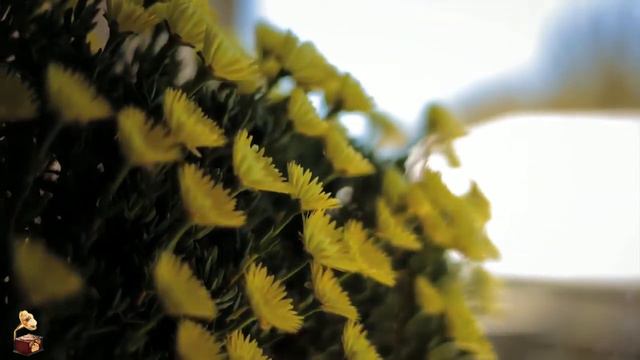 Alchemorph Enigma Chill Ambient S A 2021 смотреть онлайн