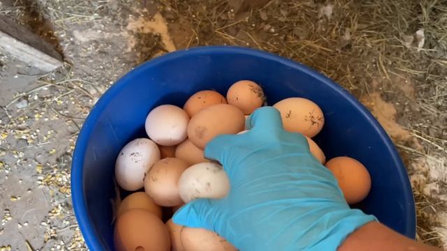 Какие яйца отбираю на инкубацию