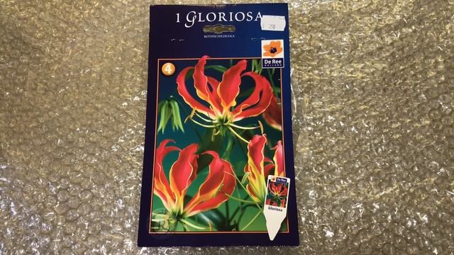 ГЛОРИОЗА РОТШИЛЬДА ПОСАДКА КЛУБНЕМ / GLORIOSA ROTHSCHILD PLANTING TUBER смотреть онлайн