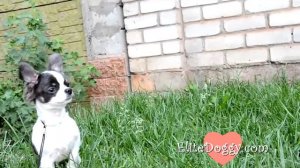 ЗЛАЯ СОБАКА! Щенок чихуахуа лает elitedoggy.com
