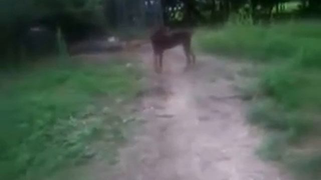 my jack russell and doberman =).wmv смотреть онлайн