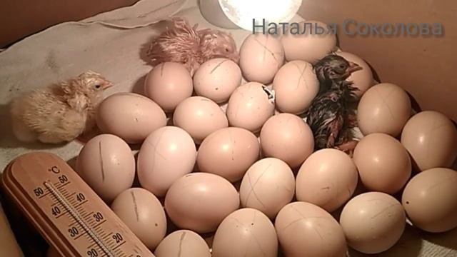 Инкубатор домашний/ВЫЛУПЛЕНИЕ ЦЫПЛЯТ из... коробки?/Первый опыт инкубирования смотреть онлайн