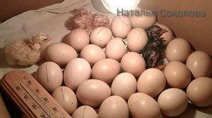 Инкубатор домашний/ВЫЛУПЛЕНИЕ ЦЫПЛЯТ из... коробки?/Первый опыт инкубирования