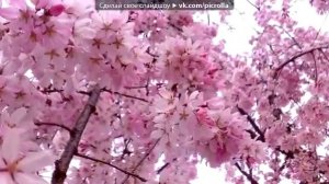 ЯПОНСКАЯ ВИШНЯ под музыку Классическая японская музыка   Цветущая вишня   Picrolla