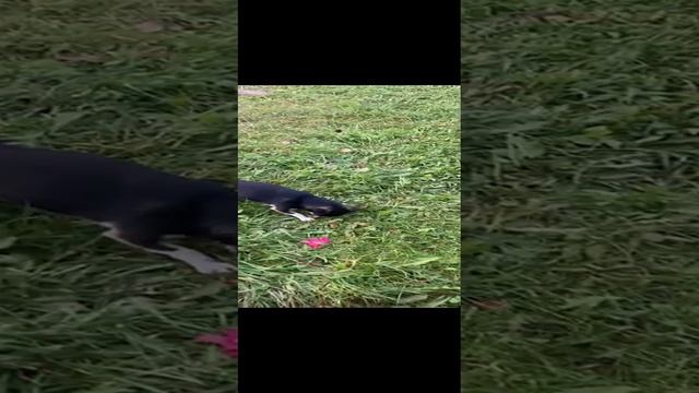 Красные розы беззащитны цветы.))) смотреть онлайн