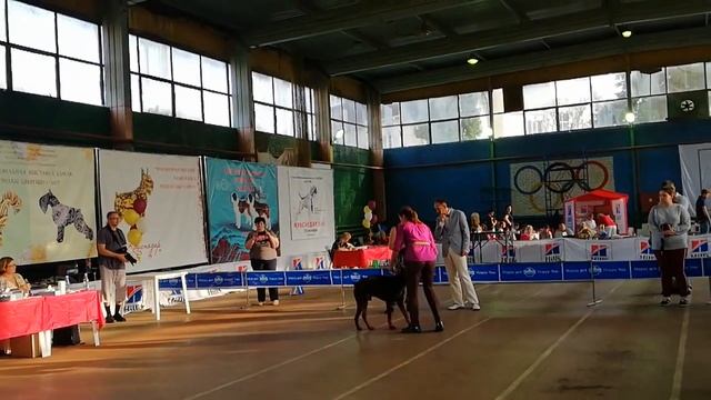 доберманы кобели  CACIB Краснодар 17.09.2018