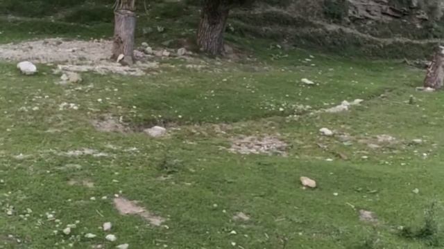 Горы Дагестана, тур база "Орлиное гнездо" с. Гуниб, дома 18 века с. Чох смотреть онлайн