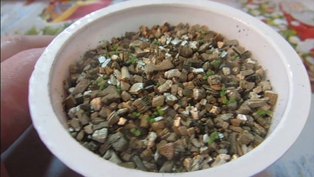 Клубника -2021 г.Всходы спустя 14 дней от посева. смотреть онлайн