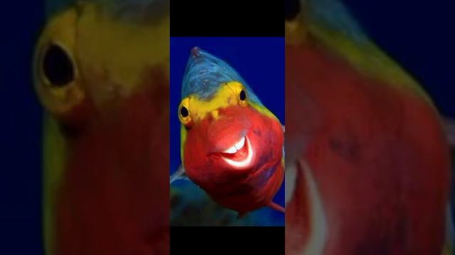 Прикольные РЫБЫ - смешные виды смотреть онлайн