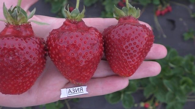АЗИЯ "Asia" сорт крупноплодной земляники сочетающий кучу плюсов смотреть онлайн