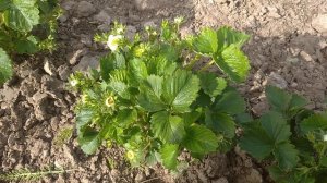 ВСЯ ПРАВДА О СОРТЕ КУПЧИХА?9.05.2023.