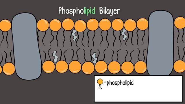 Inside the Cell Membrane смотреть онлайн
