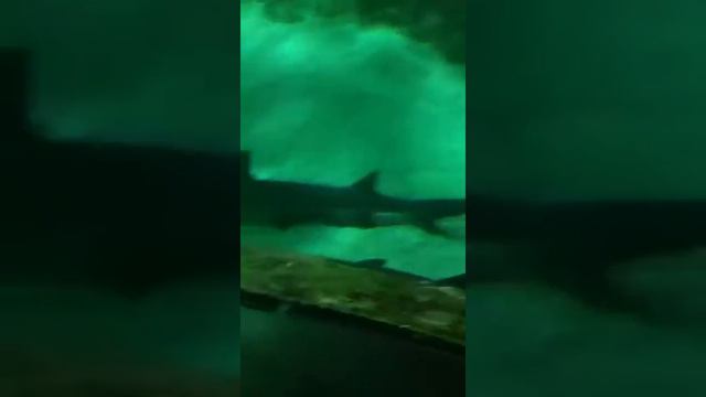 Акулы и рыбы океана. Les requins et les poissons de l'océan. Oceanopolis смотреть онлайн
