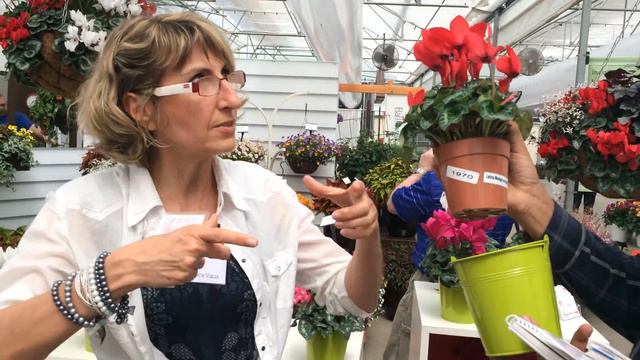 Ciclamen de Flor Grande y ciclo corto "Latinia Success" de Guaqueta Trading смотреть онлайн