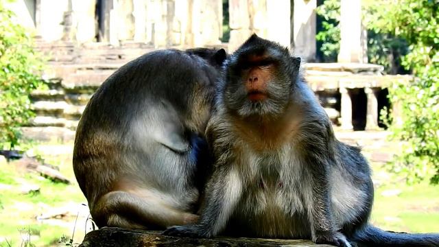 Great !! Big Mona Monkey Feeling So Good During Got Grooming From Big Violet Monkey , ASMR Grooming