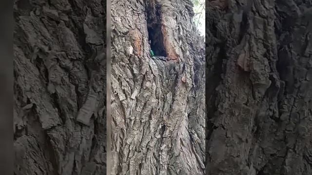 #золотистая бронзовка #большой зелёный жук #бабочка #природа смотреть онлайн