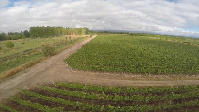 Ernesto Catena, Valle de Uco, Mendoza, Argentina. VINEYARDS AND DRONE смотреть онлайн